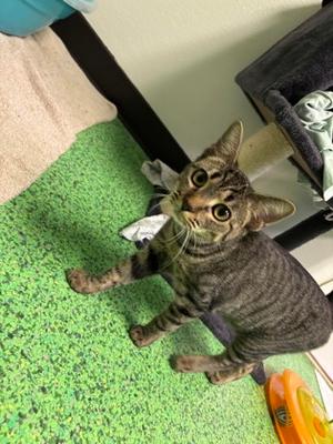 Fifi (61818431), young, available for adoption