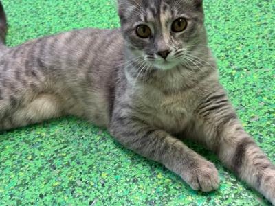 Alice (61473765), kitten, available for adoption