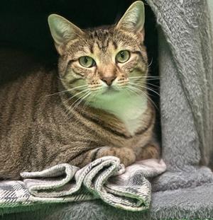 Bess (54909255), adult, available for adoption