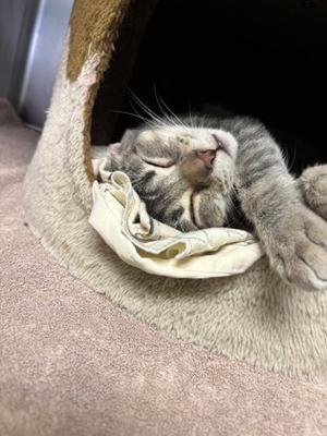 Nessie (61547018), young, available for adoption