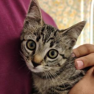 Candace (61818459), young, available for adoption