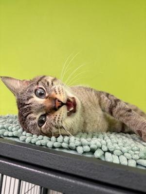A tabby cat lying on a green textured surface, looking up with wide eyes and an open mouth, possibly meowing or yawning.