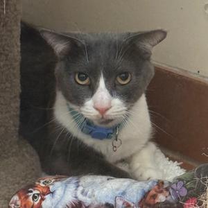 A gray and white cat with a blue collar is lying on a colorful blanket.