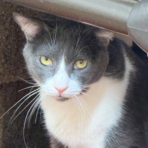 Milagro, senior, available for adoption