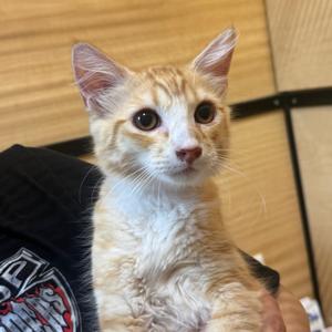 Jimmy, kitten, available for adoption
