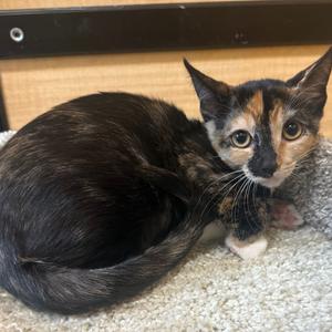 Chubbs, kitten, available for adoption
