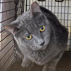 A gray cat with yellow eyes is sitting inside a wire cage, looking directly at the camera.