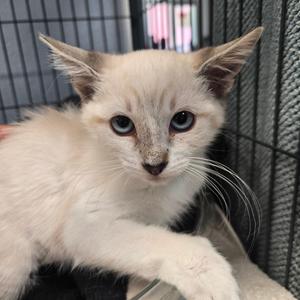 Lapis, kitten, available for adoption