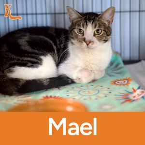 A cat named Mael