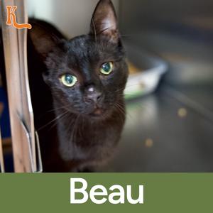 Beau, young, available for adoption