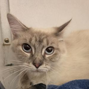 Close-up of a cat with light-colored fur and large, expressive eyes.