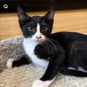 Izzak, kitten, available for adoption
