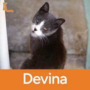 Devina, available for adoption
