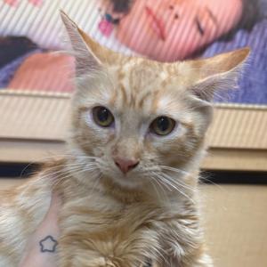 A close-up of a ginger cat with large eyes and a small star tattoo on its paw, being held by a person in the background.