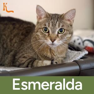 A cat named Esmeralda