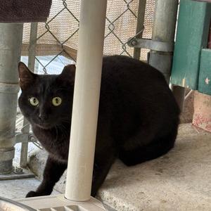 mom cat, young, available for adoption