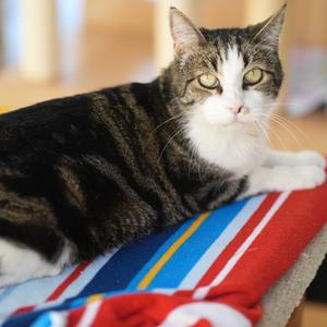 Gypsy, available for adoption