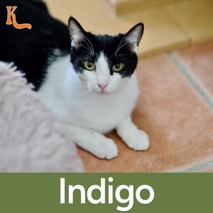 Indigo, adult, available for adoption