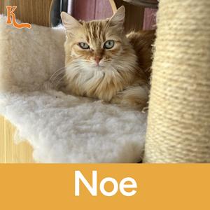 Noe, available for adoption