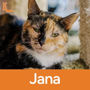 Jana, adult, available for adoption