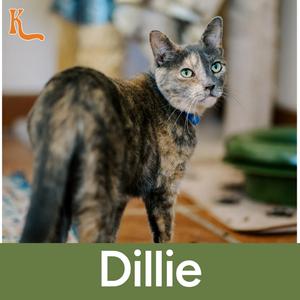 A cat named Dillie