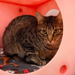 Bryce, adult, available for adoption