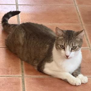 Cassie (AKA Precious), adult, available for adoption