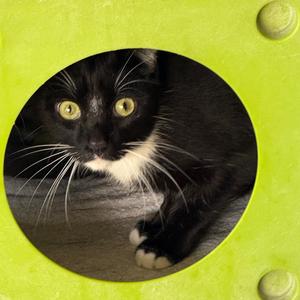 Corey, adult, available for adoption