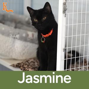 Jasmine, adult, available for adoption