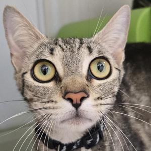 A close-up of a tabby cat with large green eyes and a black collar.