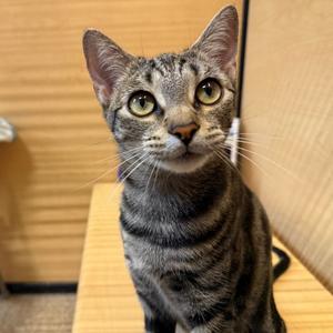 Betsy, young, available for adoption