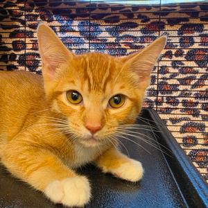 Leo, kitten, available for adoption