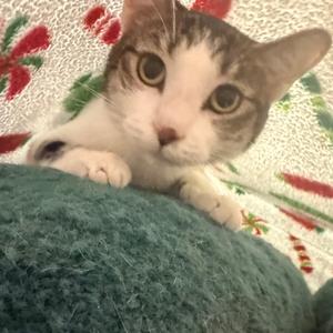 Mochee, adult, available for adoption