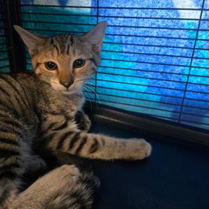 Misty, kitten, available for adoption