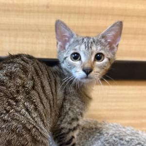 Misty, kitten, available for adoption
