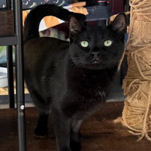 Damien, adult, available for adoption