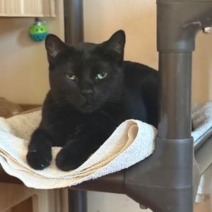 Damien, adult, available for adoption