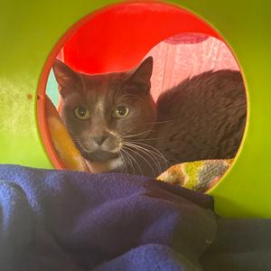 Miracle, available for adoption