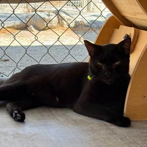 Lane, adult, available for adoption