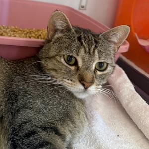 Cinderella, young, available for adoption