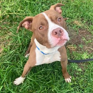 Draco, Mixed Breed, adult, available for adoption