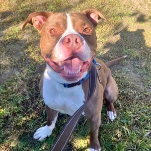 Draco, Mixed Breed, adult, available for adoption