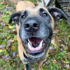 Bentley, Mixed Breed, adult, available for adoption