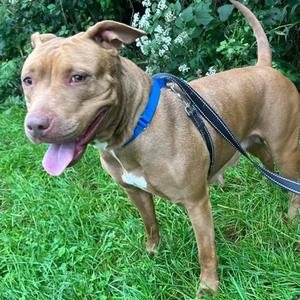 Cheyenne, Mixed Breed, adult, available for adoption
