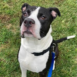 Elias, Mixed Breed, adult, available for adoption