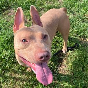 Calzone, Mixed Breed, adult, available for adoption