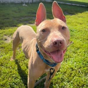 Calzone, Mixed Breed, adult, available for adoption
