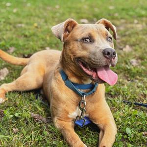 A brown dog with a blue collar lying on the grass, its tongue out and tail up.
