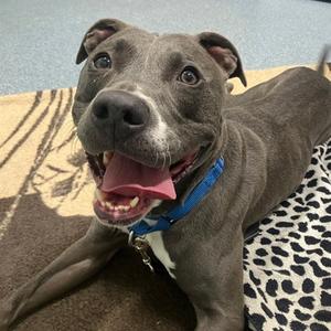 Emma, Mixed Breed, adult, available for adoption