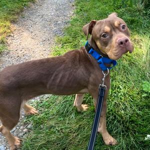 Esmeralda, Mixed Breed, young, available for adoption